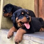 @aurangabad_pets - RΓñôDownload 2