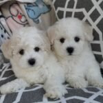 @bichonpuppyjoy - RΓñôDownload 3