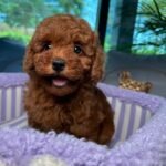 @boutique_theta_petcare - RΓñôDownload