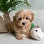 @boutique_theta_petcare - RΓñôDownload 3
