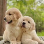 @esperantogoldens - RΓñôDownload 2