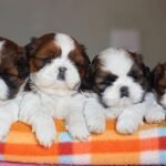 @greice_rosah_shih_tzu_ - RΓñôDownload 2