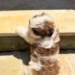 @greice_rosah_shih_tzu_ - RΓñôDownload 3