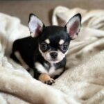 @teacup_chihuahua_land - RΓñôDownload