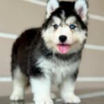 @the_pet_house25 - RΓñôDownload 2