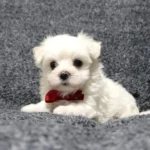 @tuckerfamilypuppies - RΓñôDownload 2