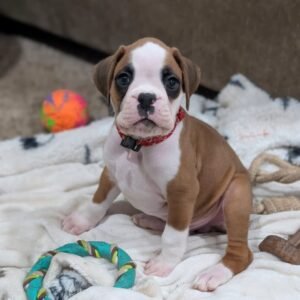 Boxer Puppy