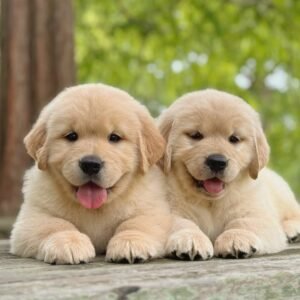 Golden Retriever Puppy