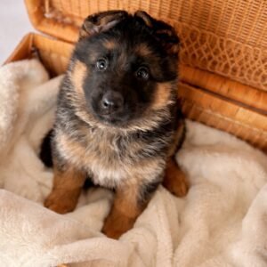 German Shepherd Puppy