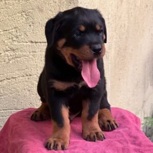 Rottweiler Puppy
