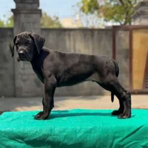 Great Dane Puppy