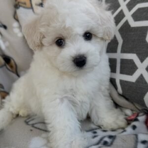 Bichon Frise Puppy