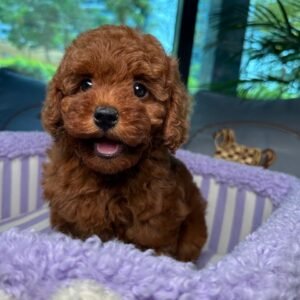 Toy Poodle Puppy