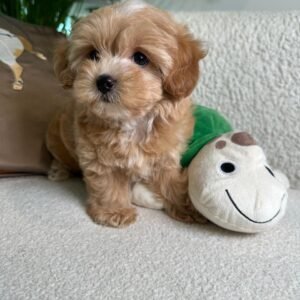 Maltipoo Puppy