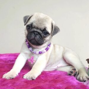 Pug Puppy