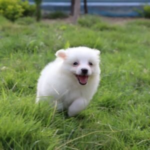 Indian Spitz Puppy