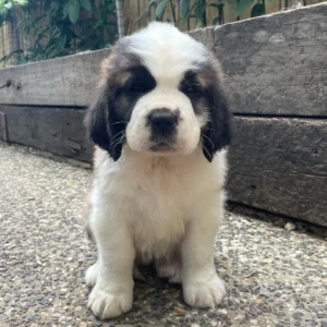 Saint Bernard Puppy
